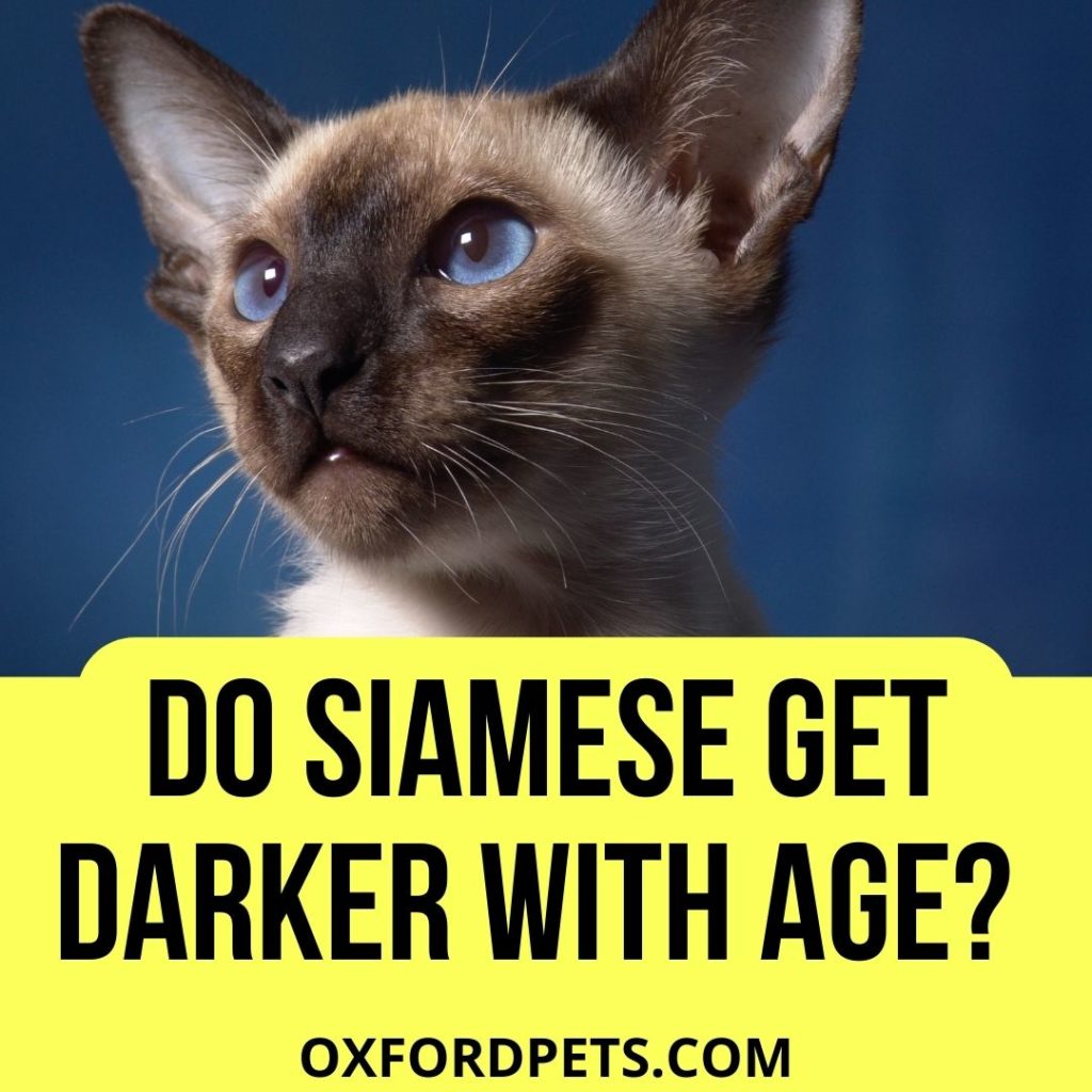 Do Siamese Cats Get Darker With Age? (4 Amazing Facts )