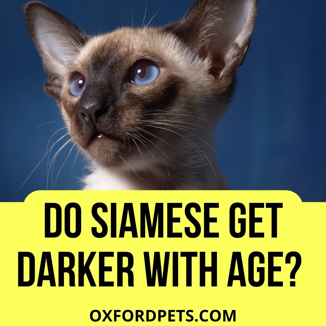 Do Puppies Get Lighter Or Darker With Age