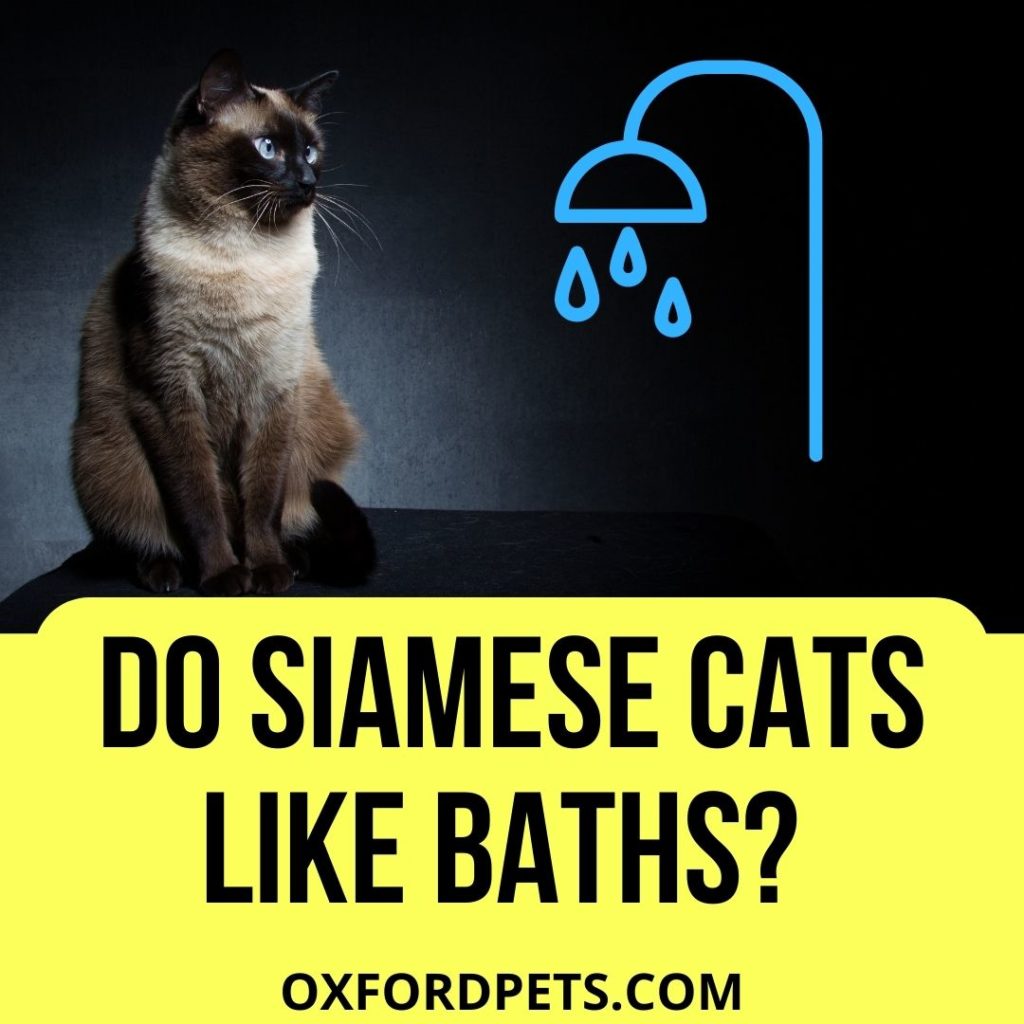 Do Siamese Cats Like Baths