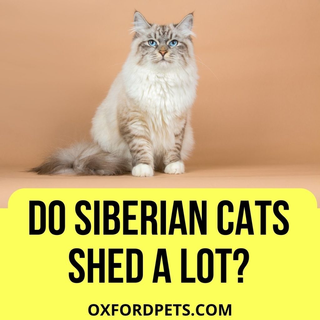 Why Does My Siberian Cat Shed So Much