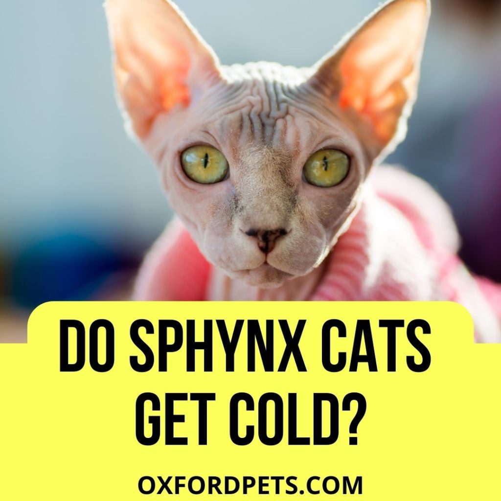 Do Sphynx Cats Get Cold