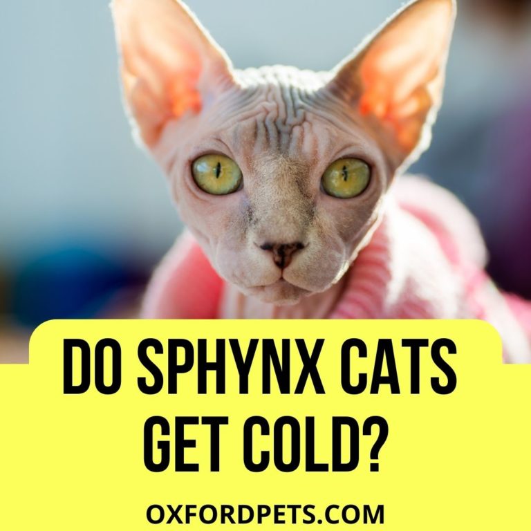 Do Sphynx Cats Get Cold? (5 Ways To Tell) Oxford Pets