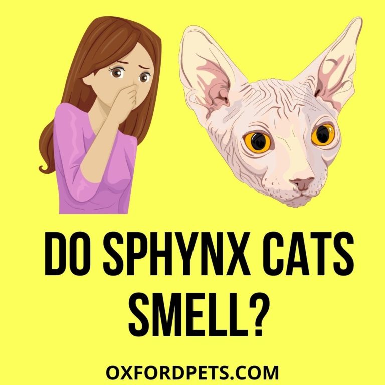 Do Sphynx Cats Smell? (6 Ways To Prevent Smelling) - Oxford Pets
