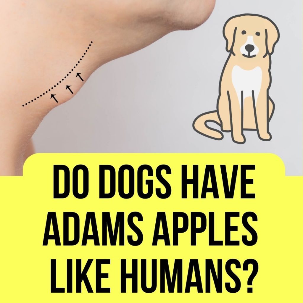 Do dogs have Adams apples Like humans