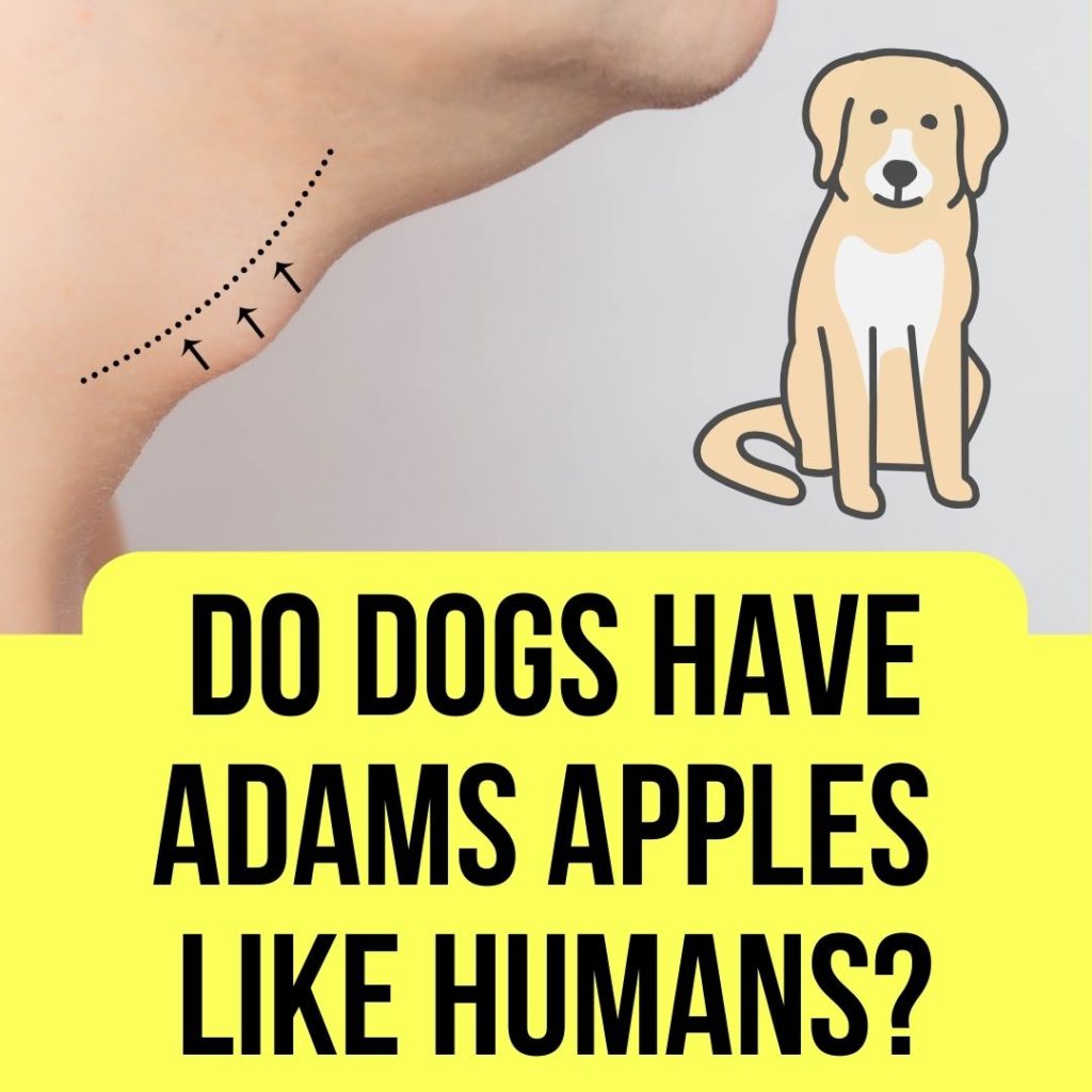 do-dogs-have-adams-apple-like-humans-2022-guide-oxford-pets