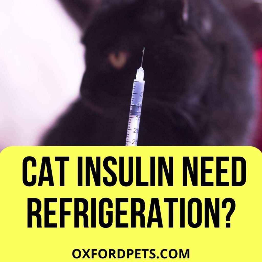 Does Cat Insulin Need to be Refrigerated?