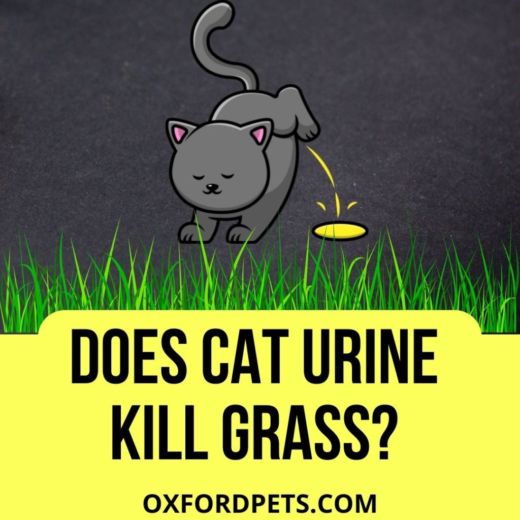 Does Cat Urine Kill Grass?