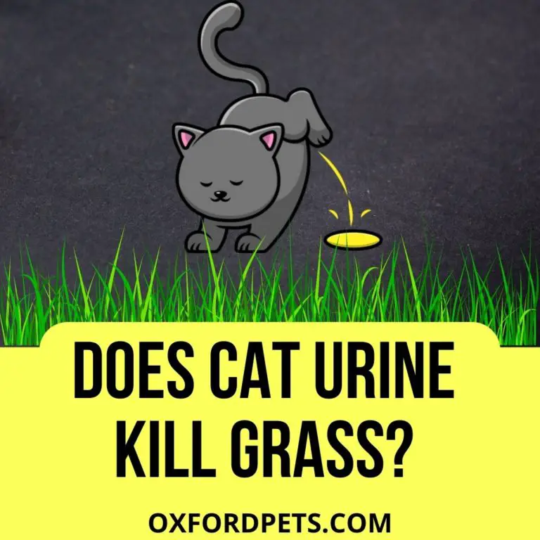 Does Cat Urine Kill Grass? Will Big Cat Urine Burn Grass? Oxford Pets