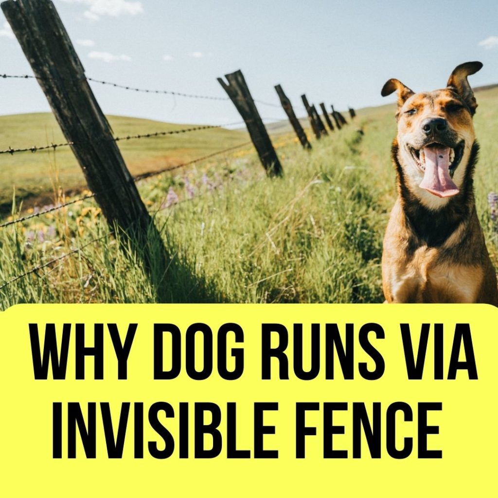 Dog Runs Through the Invisible Fence
