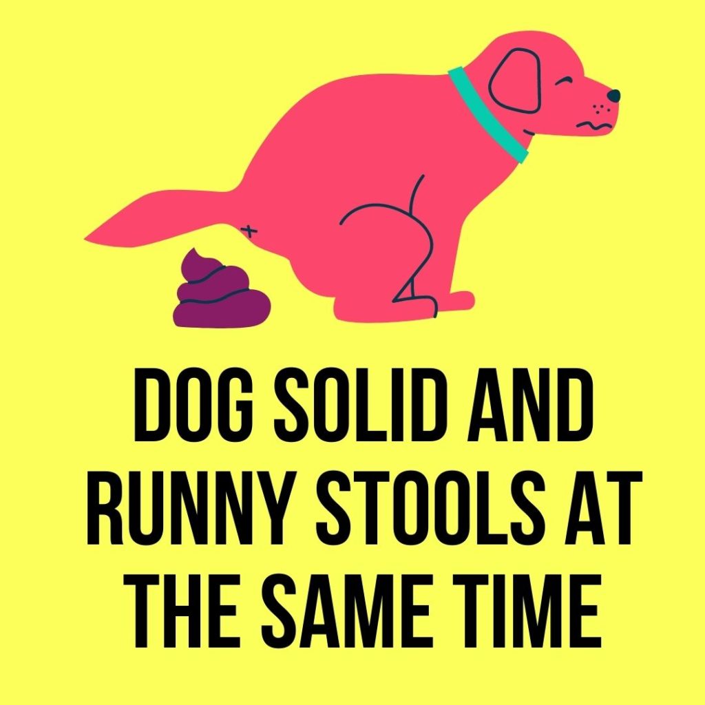 Dog solid and runny stools at the same time