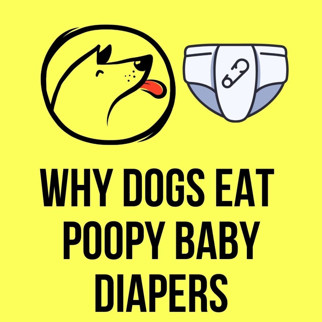 Dogs Eat Baby Diapers