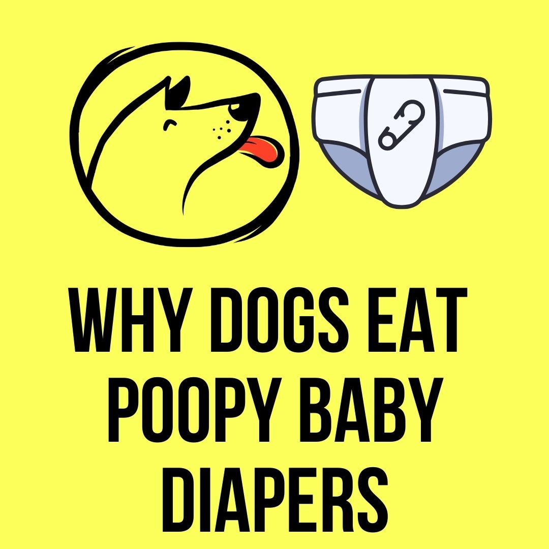 Dogs Eating Diapers? [5 Reasons, 6 Remedies] Oxford Pets