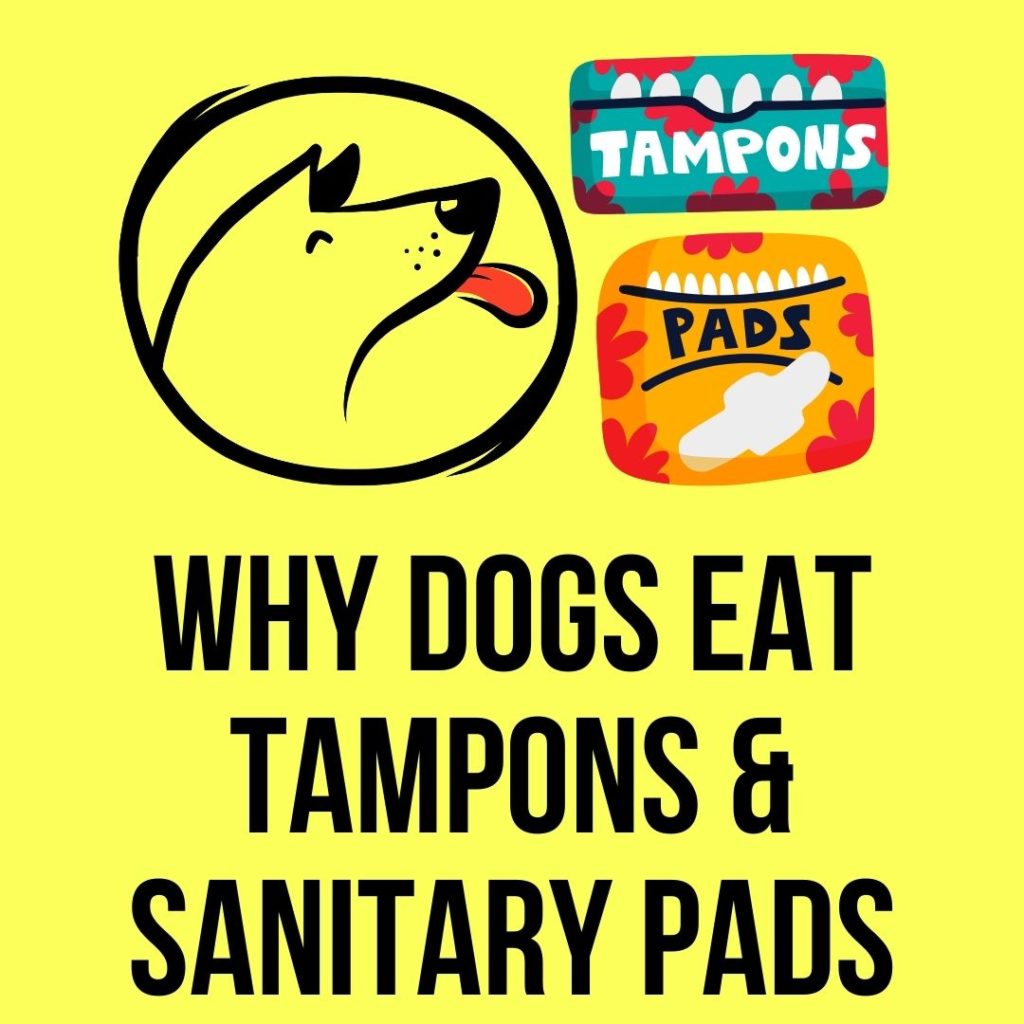 Why Do Dogs Eat Tampons and Sanitary Pads? Oxford Pets