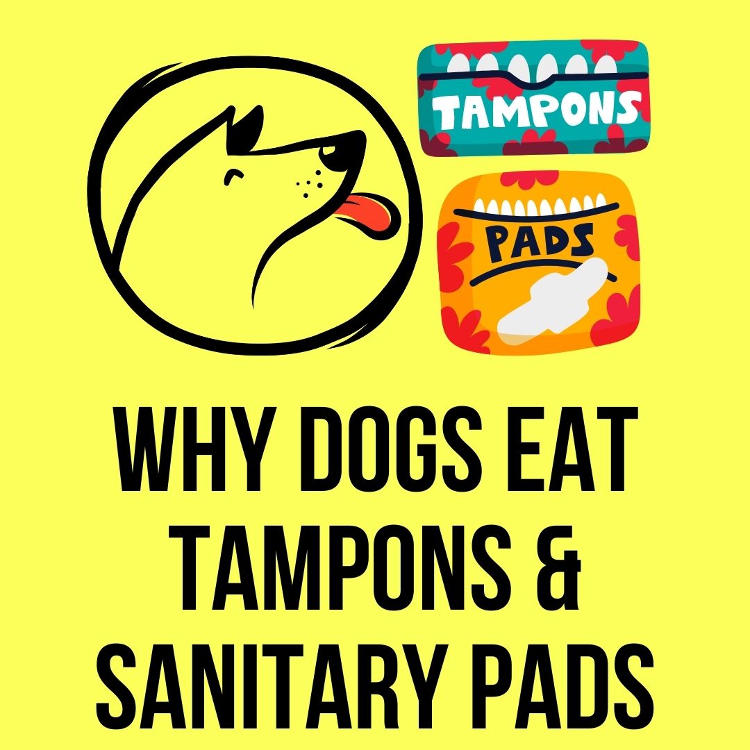 Why Do Dogs Eat Tampons and Sanitary Pads? - Oxford Pets