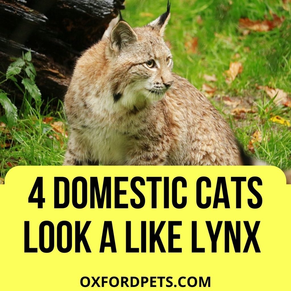 4 Domestic Cats That Look Like Lynx