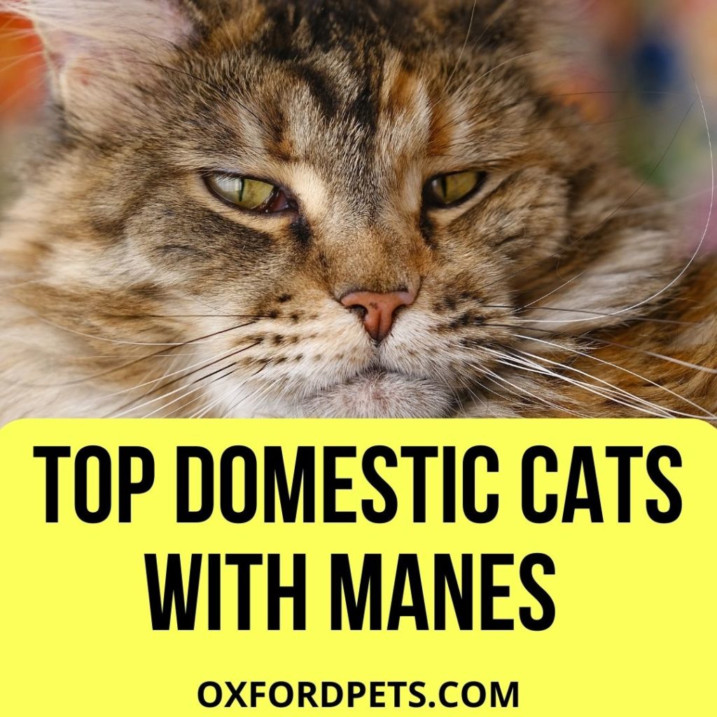 Domestic Cats With Manes