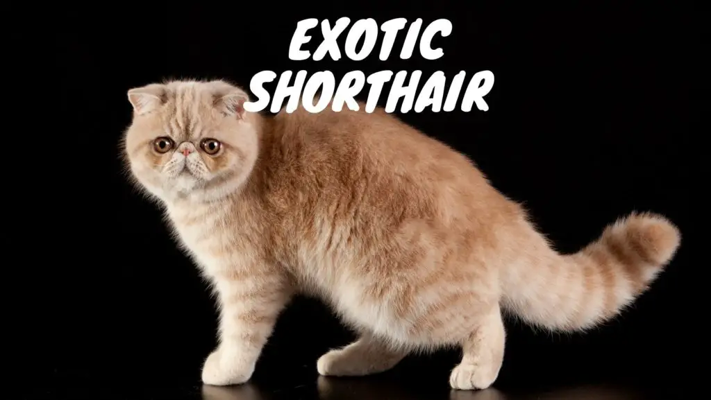  Exotic Shorthair 