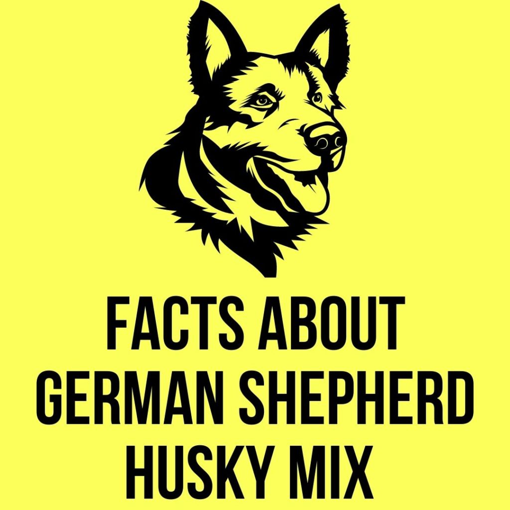 Facts About German Shepherd Husky Mix