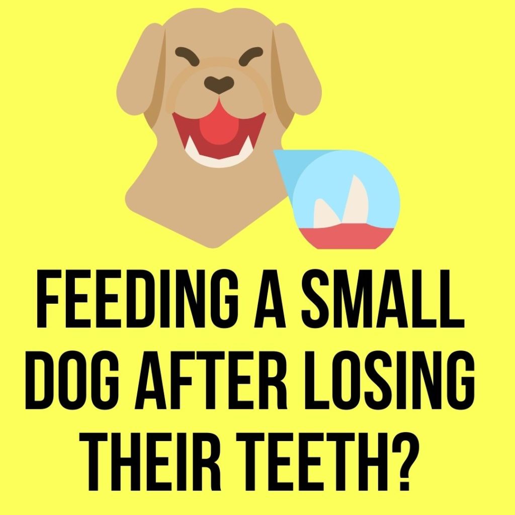 Feeding A Small Dog After Losing Their Teeth