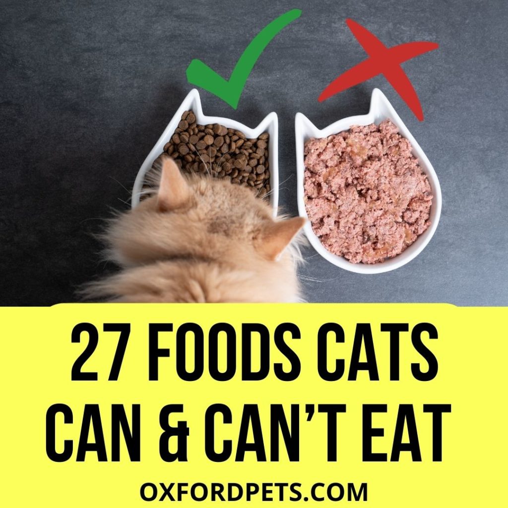 Foods Cats Can Eat and Cant Eat