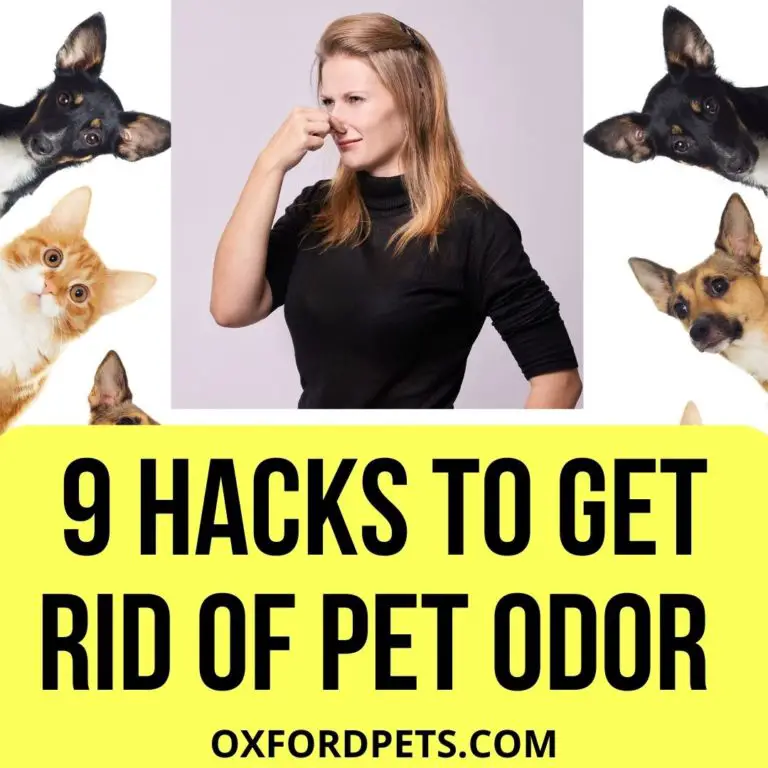 9 Hacks for Getting Rid of Pet Odor in Your Home - Oxford Pets