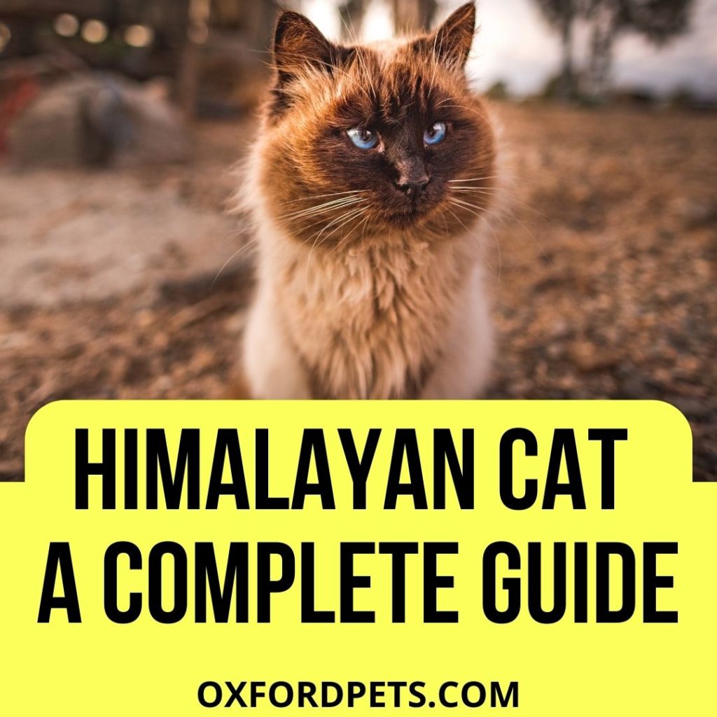 Himalayan Cat Breed