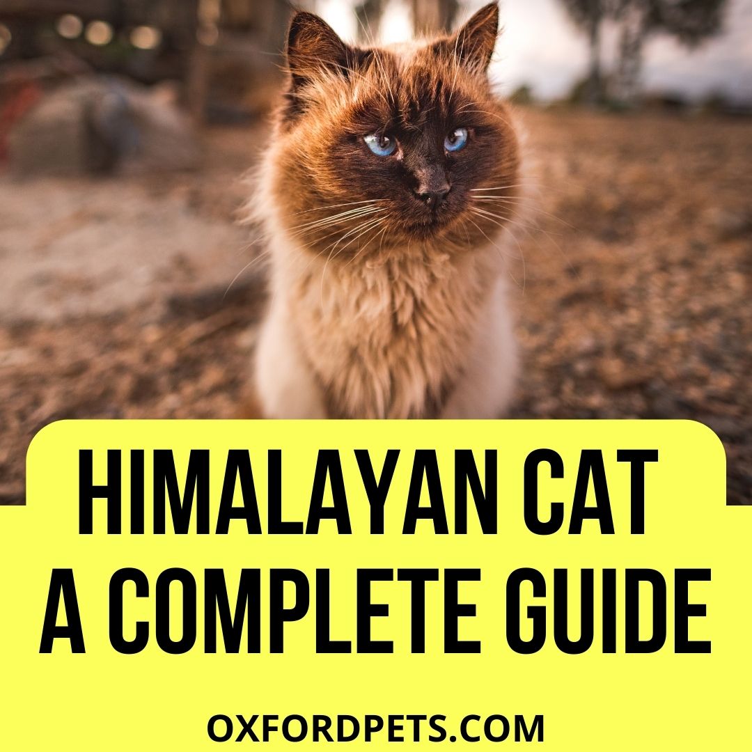 Himalayan Cat Breed: [Traits, Personality & Facts In 2022] - Oxford Pets