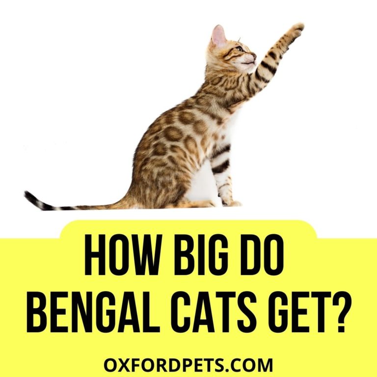 How Big Do Bengal Cats Get? (5 Size Deciding Factors) Oxford Pets