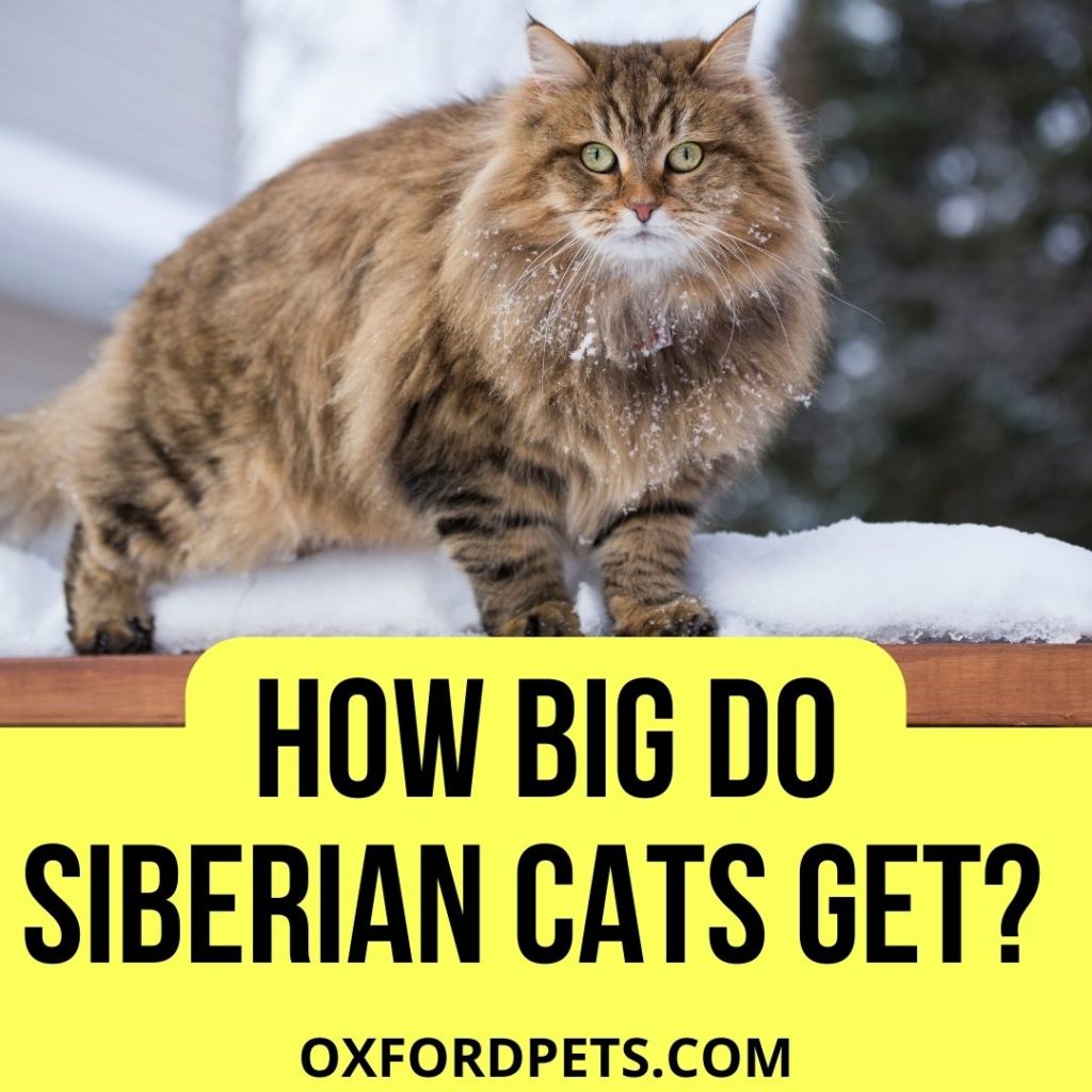 How Big Do Siberian Cats Get?