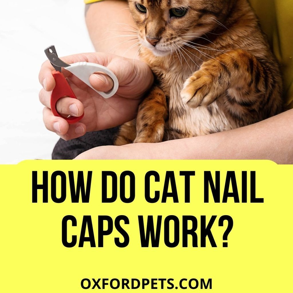 How Do Cat Nail Caps Work?