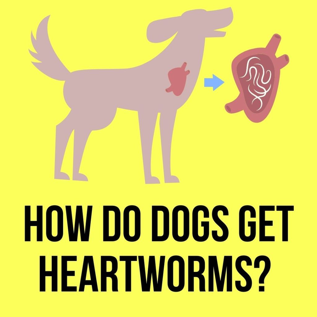 heartworm-in-dogs-symptoms-treatment-prevention