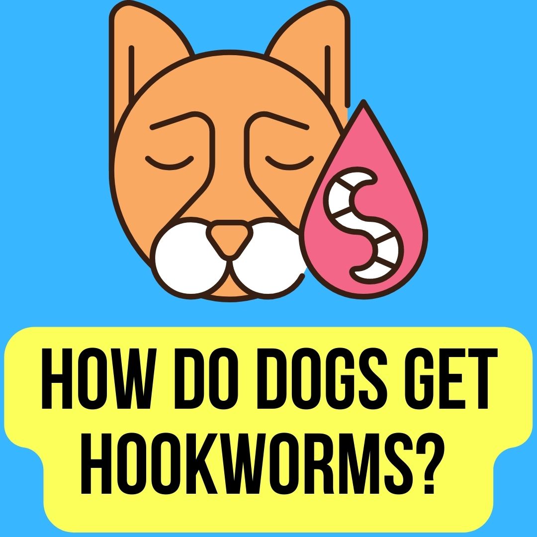 How Do Dogs Get Hookworms? 5 Facts and Reasons