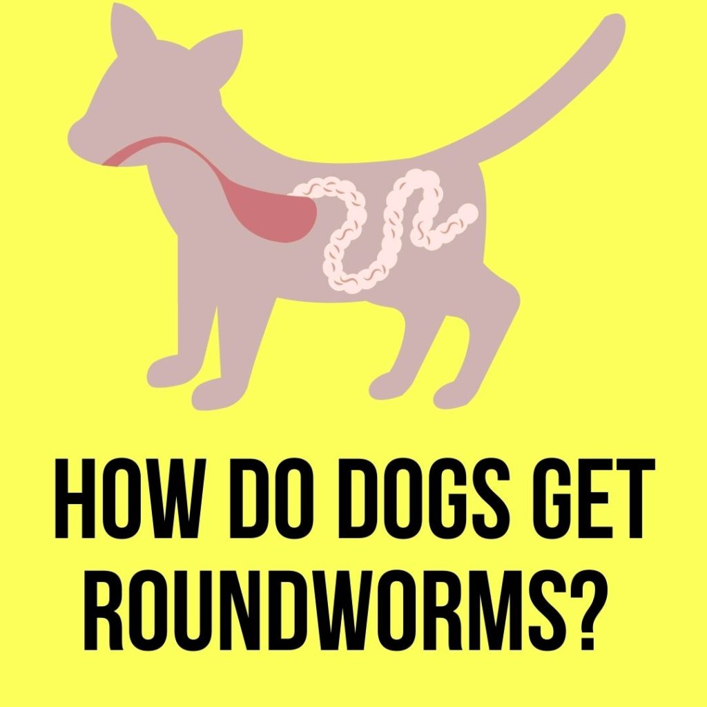 How Do Dogs Get Roundworms