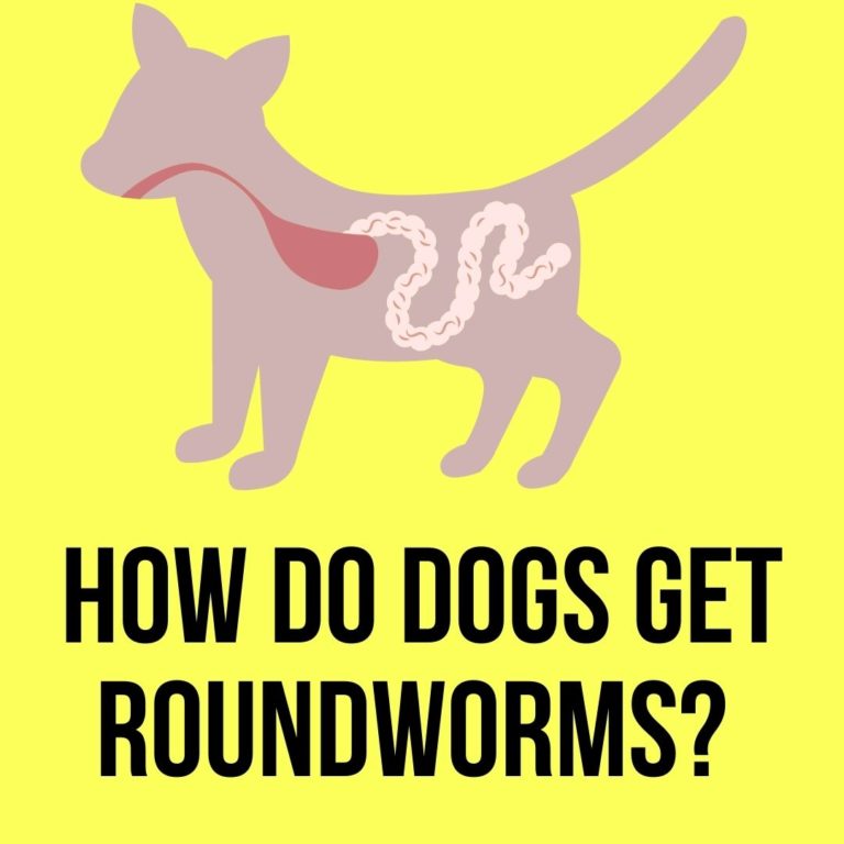 How Do Dogs Get Roundworms? 6 Facts and Reasons Oxford Pets