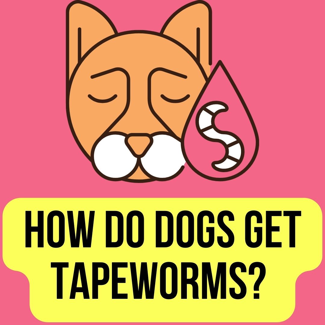 How Do Dogs Get Tapeworms