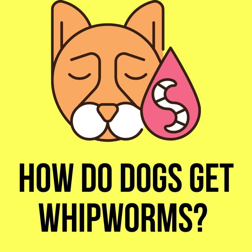How Do Dogs Get Whipworms