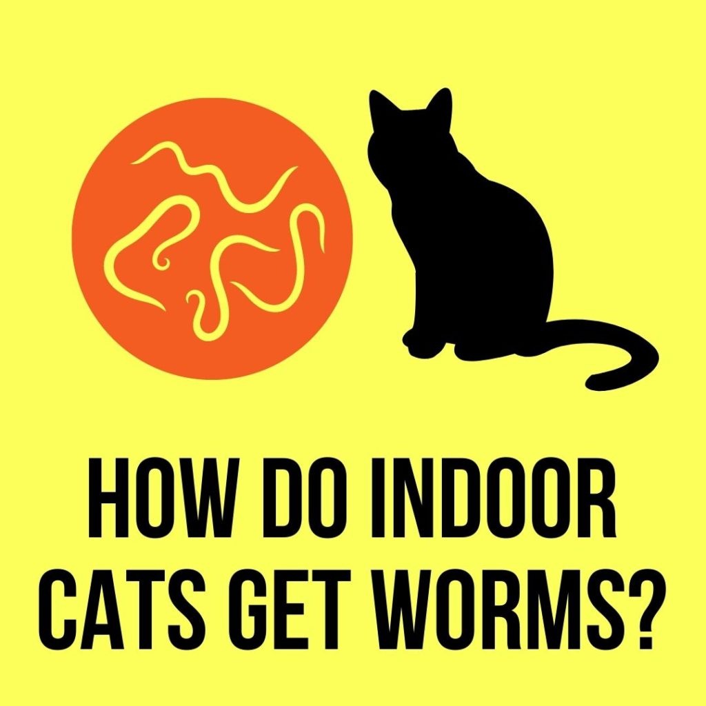 How Do Indoor Cats Get Worms: 10 Ways they Get them?