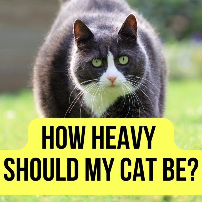 How Heavy Should My Cat Be? [Ideal Cat Weight in 2022] Oxford Pets