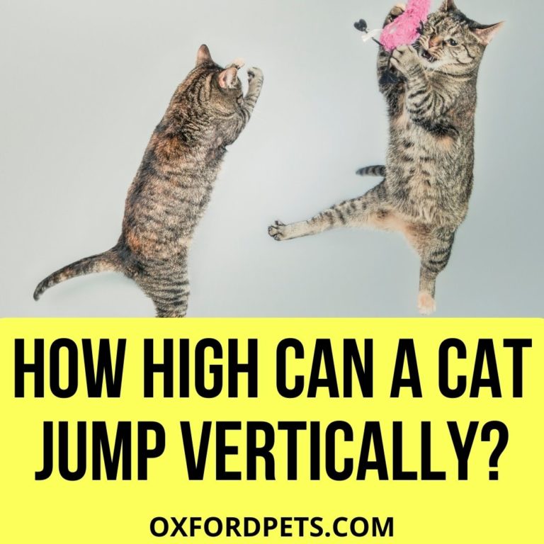 How High Can a Cat Jump Vertically? 2022 review Oxford Pets