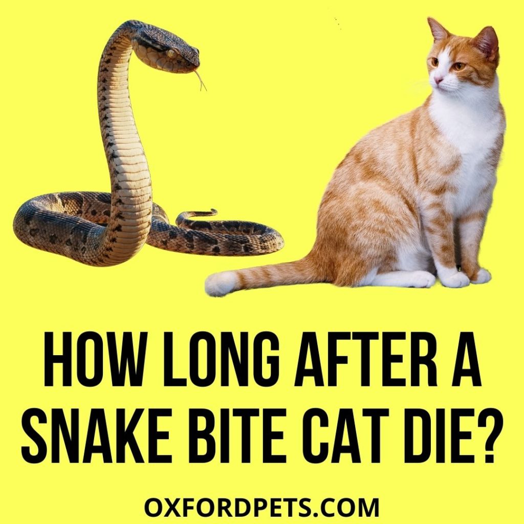 How Long After a Snake Bite Will a Cat Die
