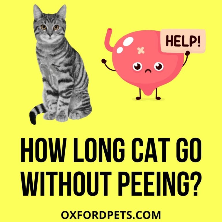 How Long Can a Cat Go Without Peeing? (6 Factors) Oxford Pets