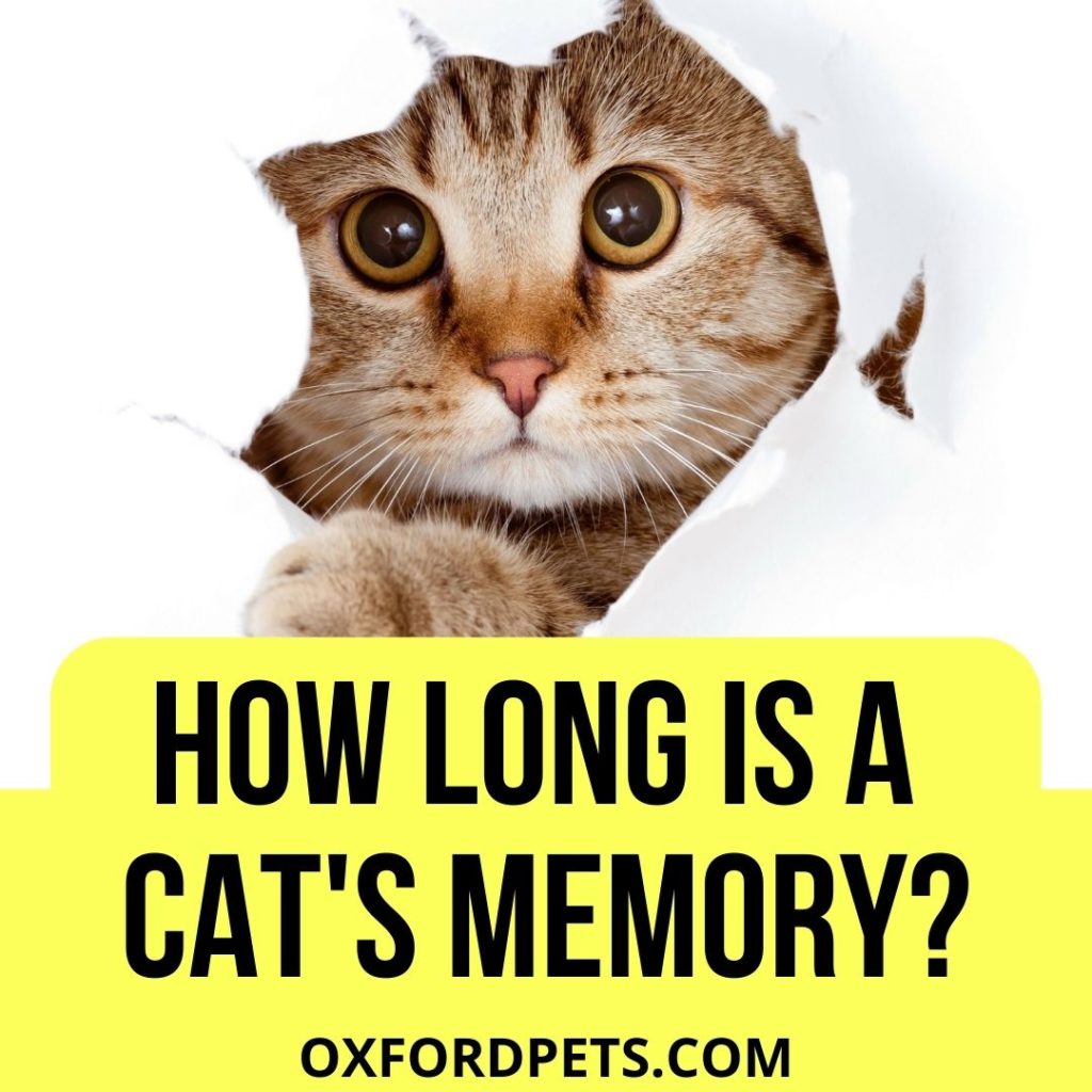 How Long Is A Cats Memory?