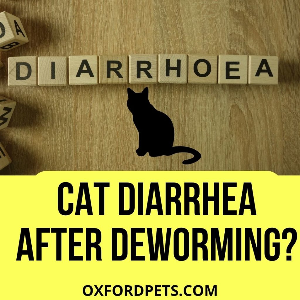 How Long Will A Cat Have Diarrhea After Deworming
