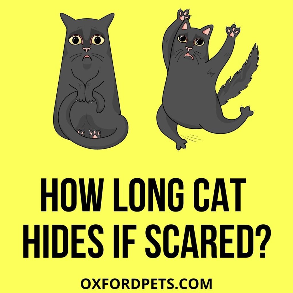How Long Will A Cat Hide If Scared