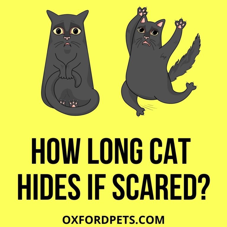 How Long Will A Cat Hide If Scared? (4 Reasons) Oxford Pets