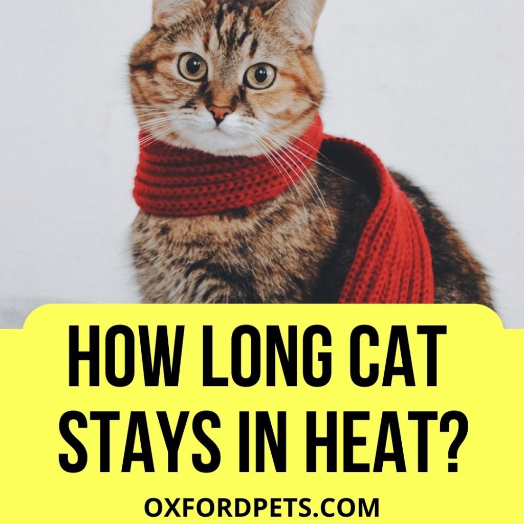 How Long Will A Cat Stay in Heat