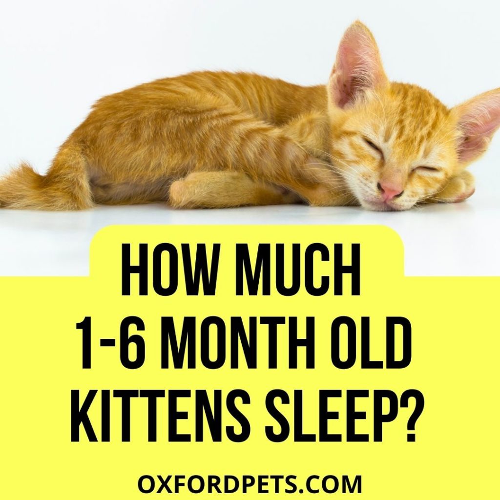 How Much Do 5 Month Old Kittens Sleep