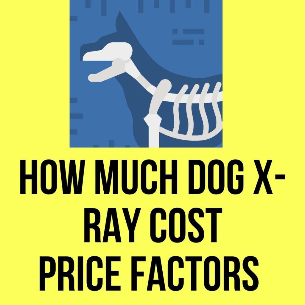 How Much Dog X-Ray Costs