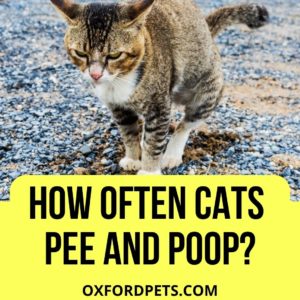 How Often Do Cats Pee And Poop? (is It A Lot?) - Oxford Pets