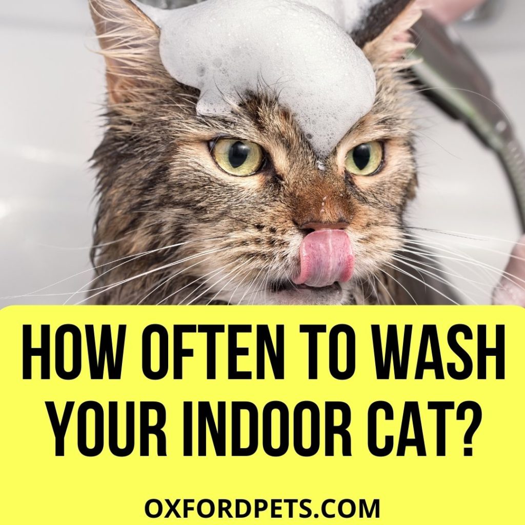 How Often Should You Wash Your Indoor Cat